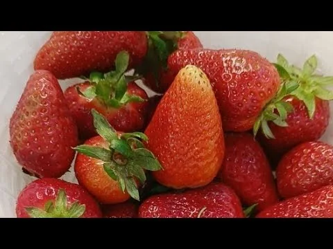 semifreddo di fragole